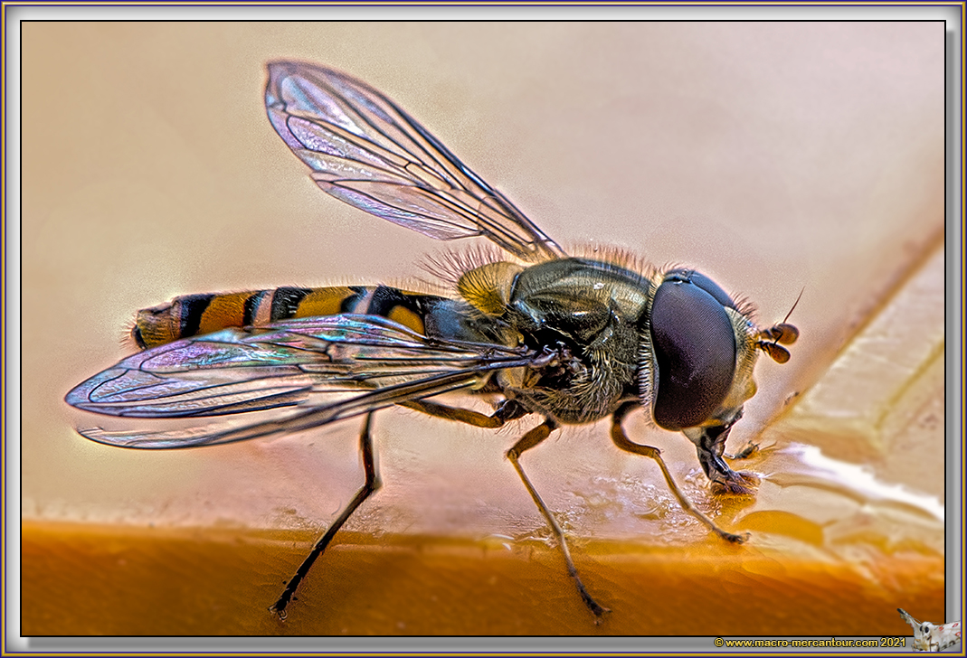 Syrphe